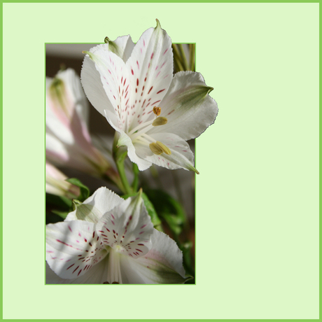 Alstroemeria