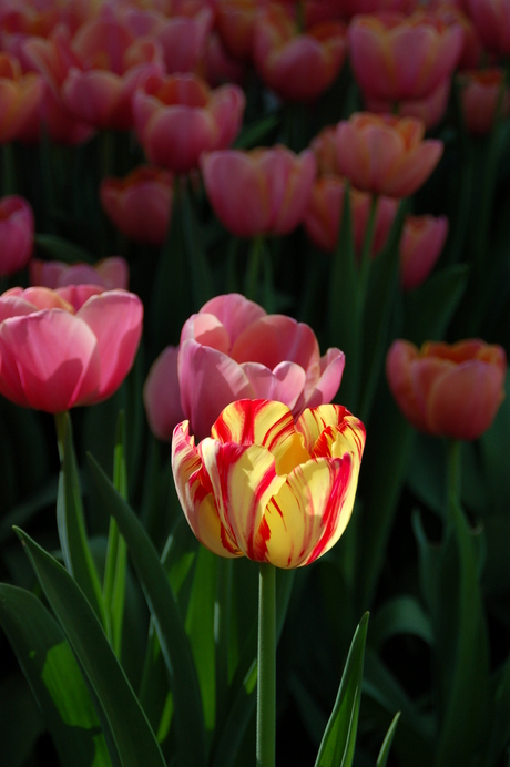 Tulp