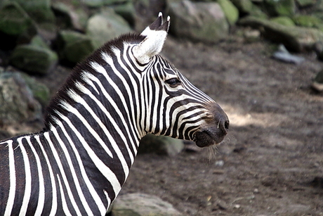 Zebra