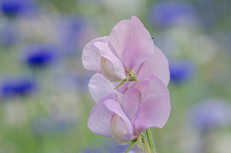 Lathyrus