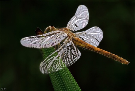 Spread Your Wings