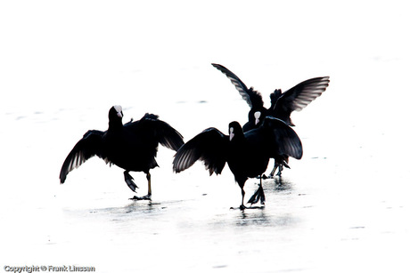 Common Coot's on the run