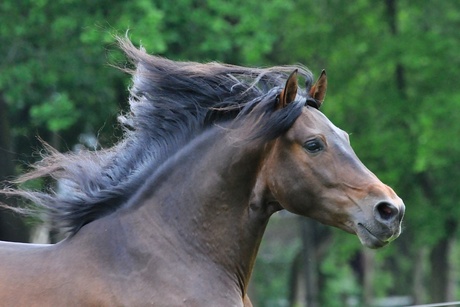 wapperende manen