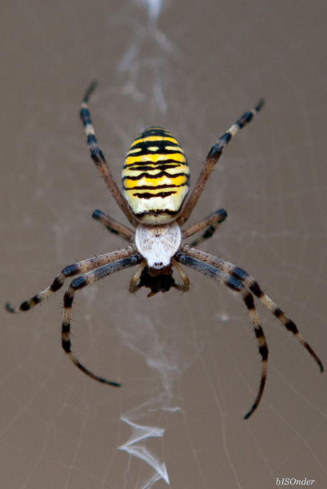 De Wespspin of tijgerspin, Argiope bruennichi