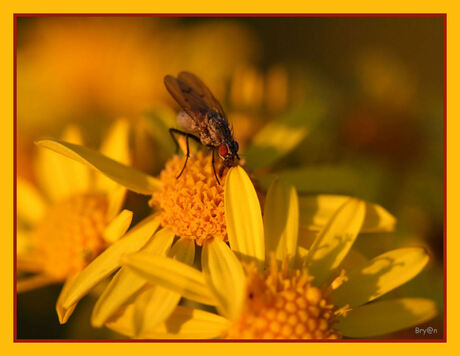 Yellow Fly