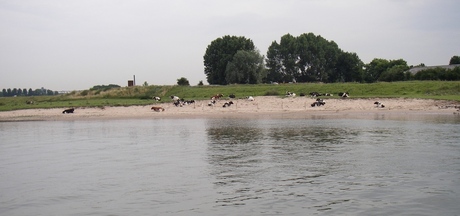 Langs de Rijn, koeien baden ook graag