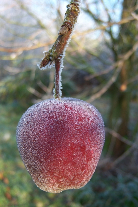 Bevroren appeltje in de morgen.