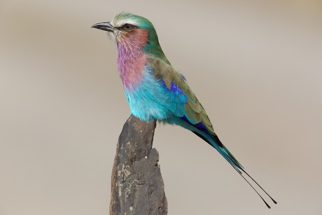 Lilac-breasted roller