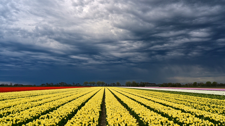 Knal geel zijn deze tulpen