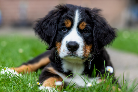 Berner Sennen pup