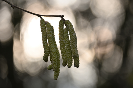 tegen het licht houden