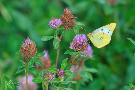 Gele Luzernevlinder