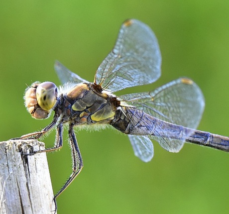 Lijkt wel de libelle zomerweek!