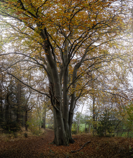 Herfst beuk