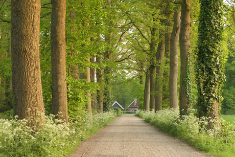 Lente