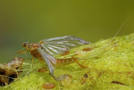 Tweevleugel