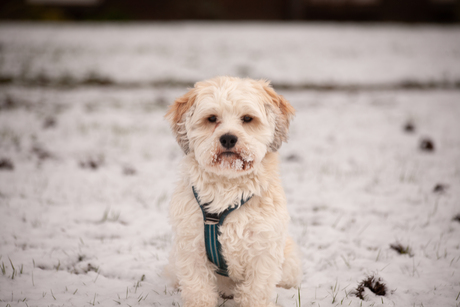 Juno in de sneeuw