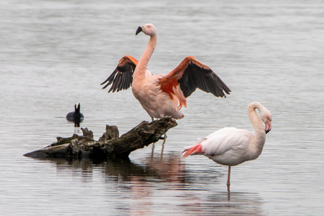 Flamingo
