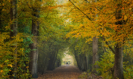 Hond uit laten in de herfst