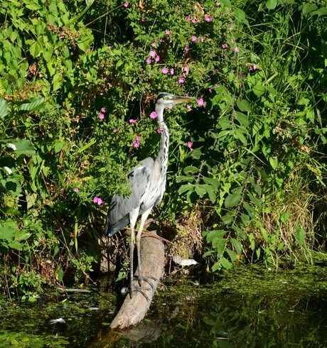 Reiger