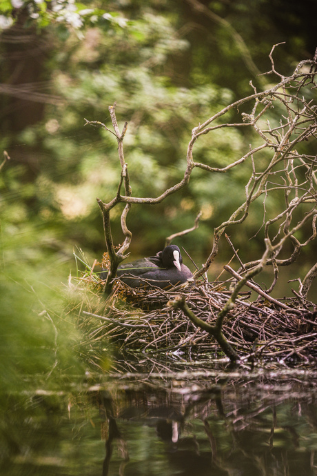 Broendende meerkoet