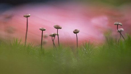 Dansende paddenstoelen