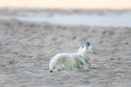 Juveniele zeehond