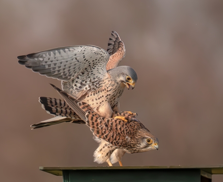 Parende torenvalkjes
