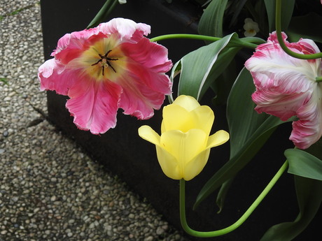 Hoe kijken de tulpen naar die ene gele tulp ?, Arnhem 2026 