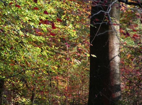 Trees in autumn 