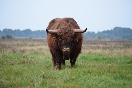 Schotse hooglander