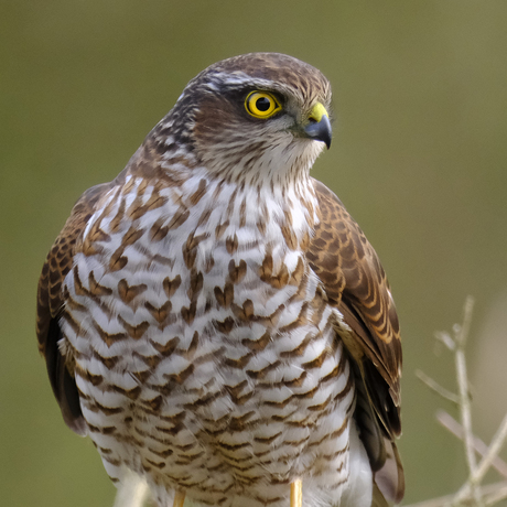 Sperwer in de achtertuin