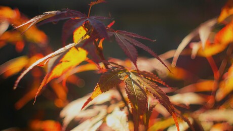 nog eenmaal die late zomerzon door de Japanse esdoorn