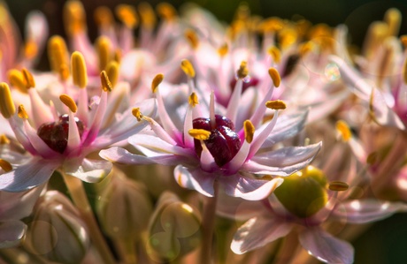 Allium 