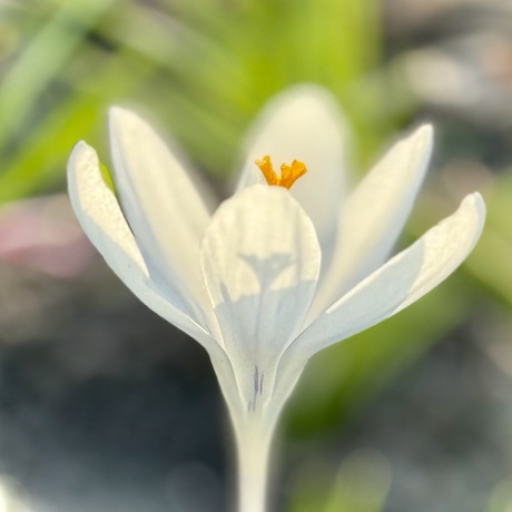 De lente is begonnen!