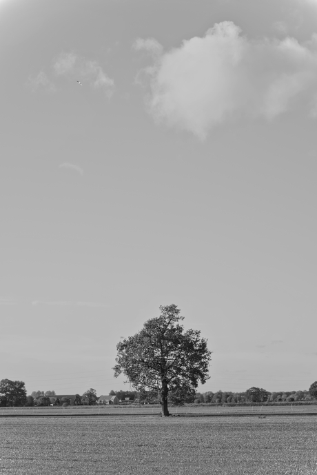eenzaam in het veld