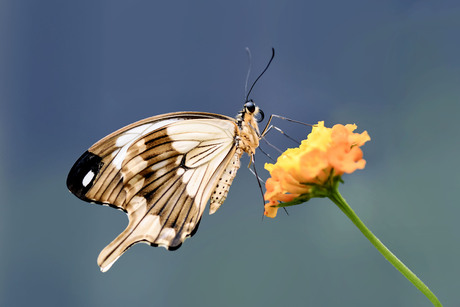 Papilio dardanus