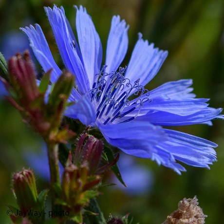 Korenbloem blauw