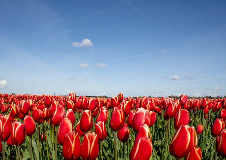 Tulpen overal maar vooral in het Waasland 