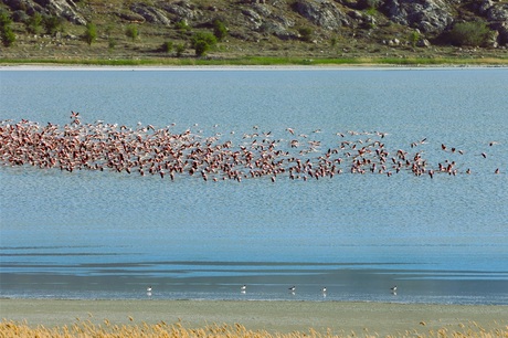 Lake Yarisly met de Flamingo s