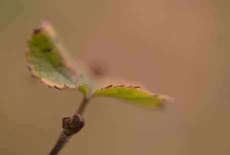 Herfst