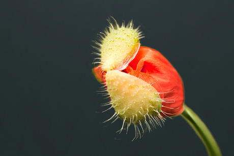 Papaver