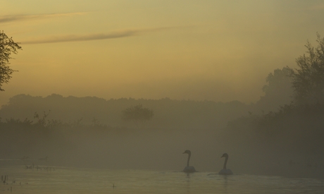 Zwanen in de vroege ochtend