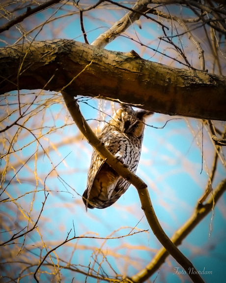 Ransuil in treurwilg