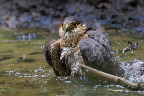 badderende sperwerman