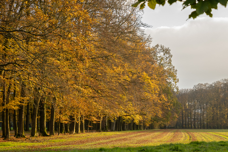 Goud in de natuur