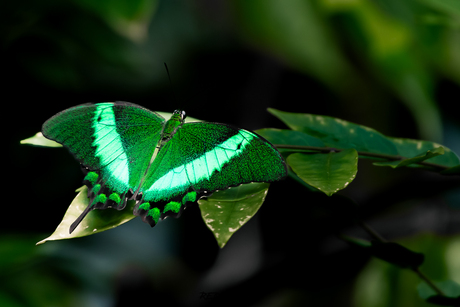 emerald swallowtail