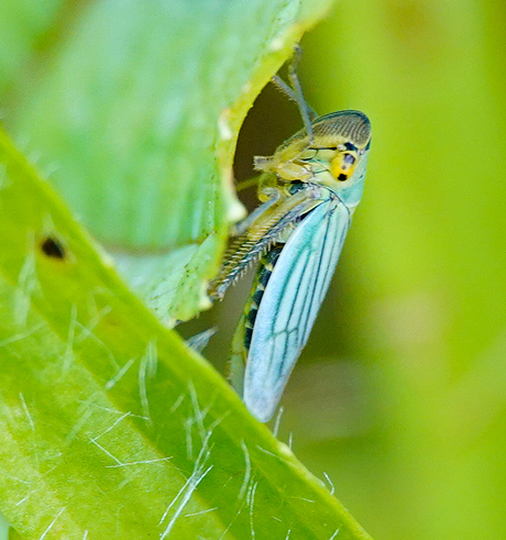 Ik ben niet groter dan 6 tot 9  mm