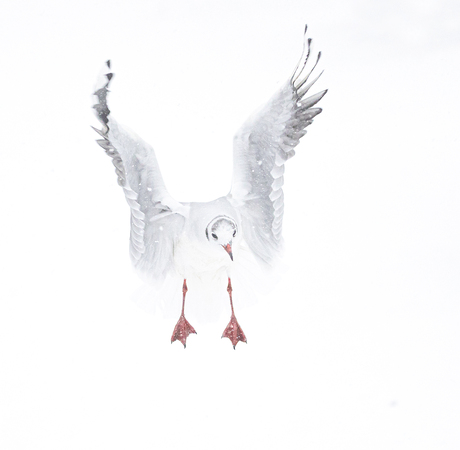 Met gespreidde vleugels!