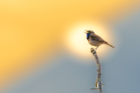 Blauwborst in de schijnwerpers
